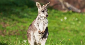 Unusual Police Street Chase Ensues After A Pet Kangaroo Escapes From It's Owner