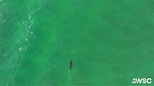 135K views · 239 reactions |  Yes, sharks poop too! It’s a question we get all the time — and this time, our research team caught it on the drone. We never know what we will see while out in the field! | Atlantic White Shark Conservancy | Facebook