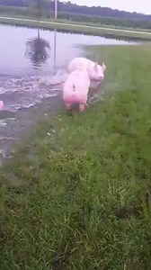 86K views · 1.5K reactions | Living their best lives...  | Irish Farmers Journal | Facebook