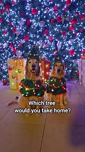 Dog hair included, no extra charge 🎄 #goldenretrievers #christmastree #funnydog | Sammy The Golden Retriever