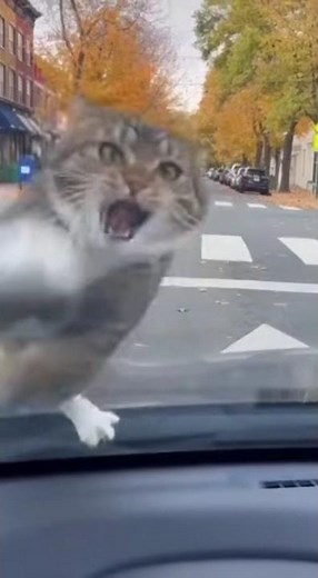 Angry Mama Cat SLAPPED My Windshield After I Honked! 😡🚗💨#Cat #MamaCat #CatAttack