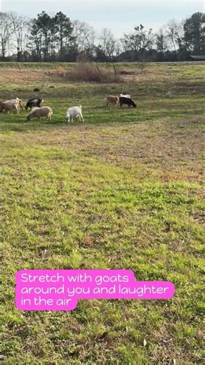 Why Goat Yoga Alabama Attracts Beginners