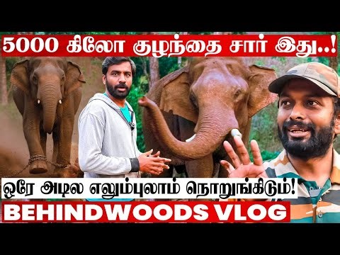 காட்டு யானையை கட்டுப்படுத்தும் Trick😯 தும்பிக்கையில் இருக்கும் அசுர பலம்😯 யானை Doctor பேட்டி