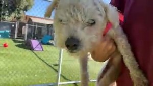 1.4K views · 197 reactions | ADOPTED - moved to SAFE Album on 08/06...