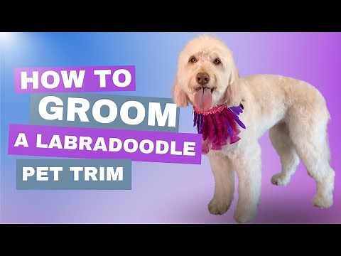 How to Groom a Labradoodle | Australian Labradoodle Grooming Guide