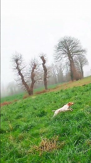 Shooting and retrieving a pheasant while standing #hunting #pheasanthunting
