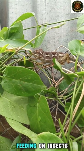 Lizard Secrets You Never Knew | This Tiny Reptile Is a Survival Expert