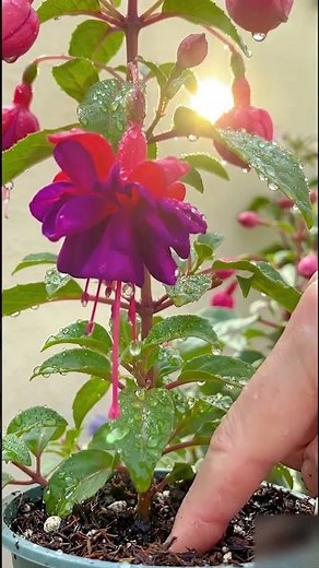 how to grow fuchsia plant |GreenAgrix