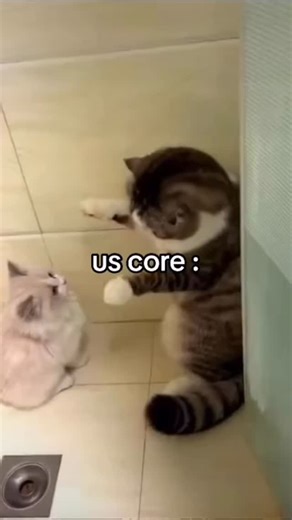 Kittykat on Instagram: "Send it to your partner and say nothing 😂😂😂 cute cat sticker packs link in bio 👆 Follow 👉 @kittykatskitkat28 #NYcats #USAcats #AmericanShorthair #LosAngelesCats #CatsOfNewYork"