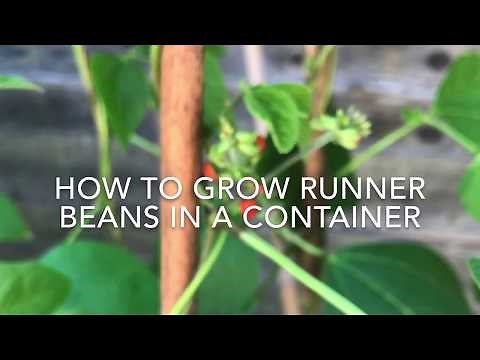 How to Grow Runner Beans in a Container