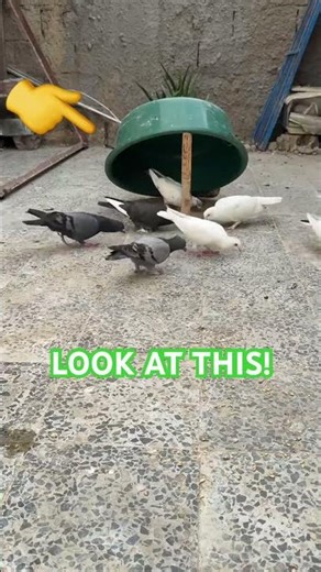 Smart Birds! They ate the bait and escaped the trap 🐦 #shortsvideo