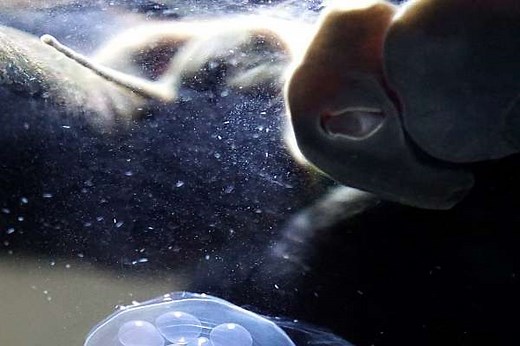 O que é Rádula - Função - Planeta Biologia