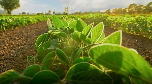 How to Use Azamax? - The Complete Guide