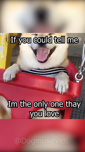 Pug Life: The Joys of Living with Dogs