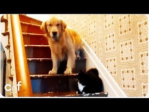 Dog Afraid of "You Shall Not Pass" Cat | Furry Gandalf