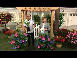Cottage Farms Dazzling Design Double Delight Rose of Sharon on QVC