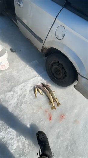 Pickled pike? #fyp #viral #minnesota