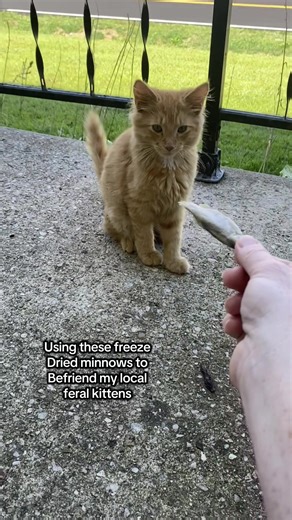 Delicious Kitty Treats #kitty #kittycat #cattreats #kittens #kittenlove