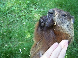 Tips on Protecting Your Garden from Groundhogs