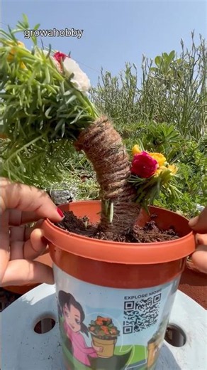 Amazing & Beautiful Mossrose Flower Diy Idea #gardening #portulacaflower #shortfeed #garden