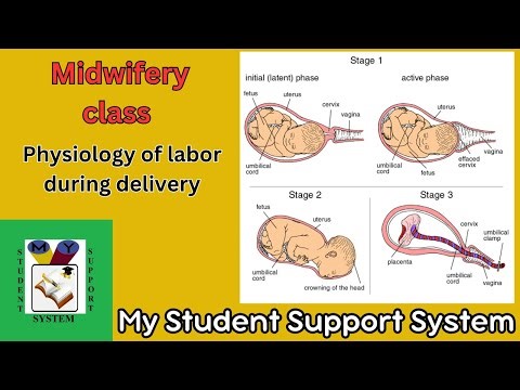 Physiology of labor | physiological events during first second and third stage of labor