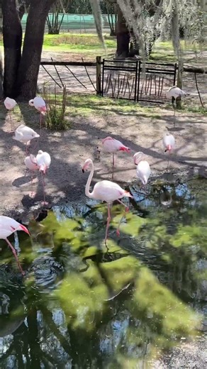 Flamingos at Disney's Animal Kingdom Lodge 🦩 #disneyworld #disneyanimalkingdom #disney #disneyresort