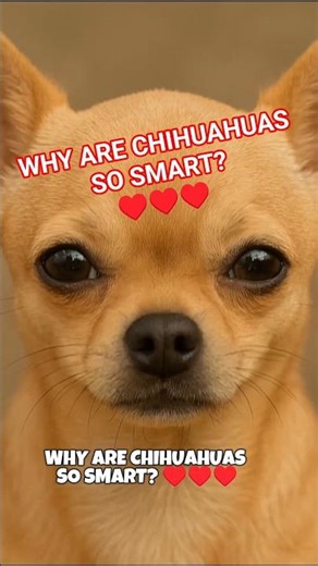 WHY ARE CHIHUAHUAS SO SMART? ♥️👽🛸 #chihuahua #cutedog #cutedogs #funnyanimals