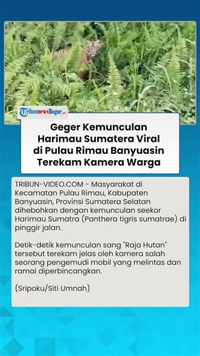 Captured on camera: Residents shocked by the appearance of a Sumatran tiger on Rimau Island, Bany...