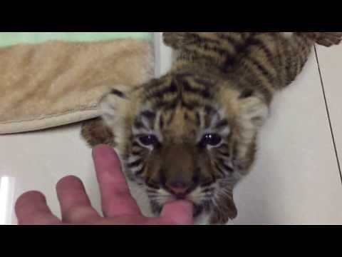 Tiger cub and kitten