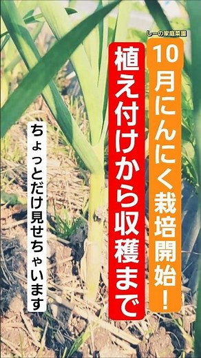 にんにく栽培の記録をちょっとだけ見せちゃいます！植え付けから収穫直前まで♪《しーの家庭菜園＊ニンニク栽培2024》