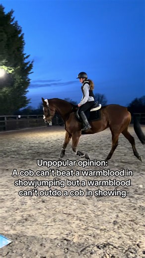 Horse Breeds in Different Disciplines: Cob vs. Warmblood