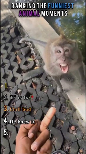 Top 05 Funniest Animals Ever – You Won’t Stop Laughing!