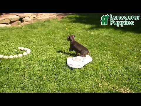 Cute Miniature Pinscher Puppy