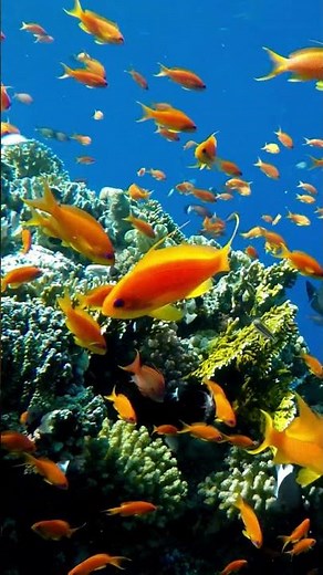 Pirate Fish: The Fascinating World of Parrotfish #short #shortvideo #shorts #shortsvideo