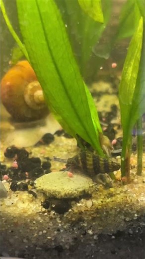 Snail Tank! #aquarium #fishkeepinghobby #fishtank #mysterysnail #snails