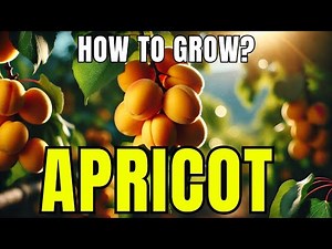 How To Grow Apricot | Grow Apricot Tree From Seeds