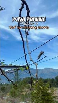Kiwi pruning : Self terminating shoots 🥝✅ #kiwi #pruning