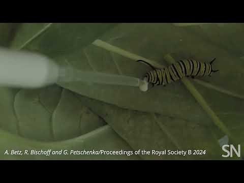 Watch what monarch caterpillars do when fed toxic milkweed sap | Science News