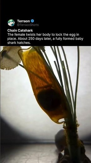 This Shark Twists Its Body to Lay an Egg