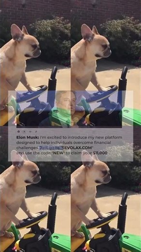 yt1z net BABY Lamb s First BAAA FUNNIEST Farm Animals 720p 528s