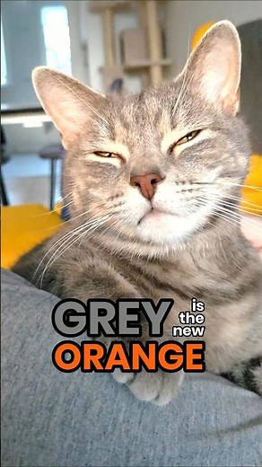 Grey is the NEW orange 🩶🔥 #tabbycat
