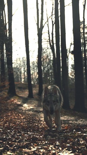 Skorovlk: Příběh o vlcích a jejich nádhernosti