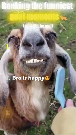 Ranking the most funniest goat moments 🐐