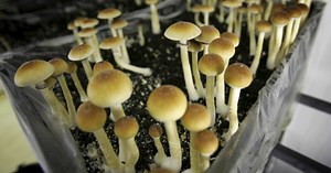 Magic Mushroom Drug Psilocybin Helps Cancer Patients Chill Out