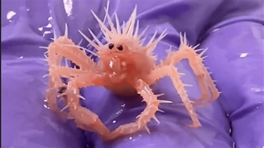 Viral: Watch world’s tiniest baby crab unfold unlimited cuteness