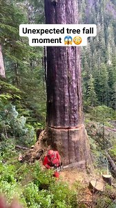 Unexpected tree fall moment 😱😳 #satisfying #asmr #tree #oddlysatisfying #fyp #usa🇺🇸 | Morris Mcduffie