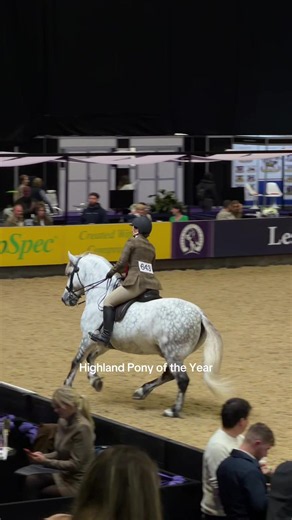 Highland Pony of the Year 2026 Results | National Pony Society Winners