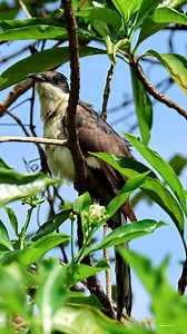 Jacobin cuckoo #birds #reels #wildlife #nature | 𝐍𝐚𝐭𝐮𝐫𝐞 𝐏𝐡𝐨𝐭𝐨𝐬 𝐁𝐨𝐨𝐤
