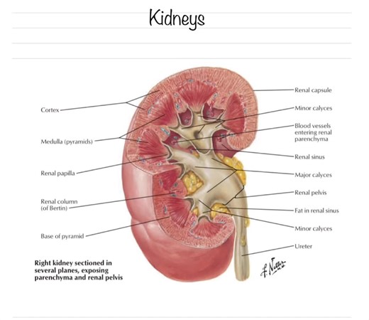 Learn about the renal system with me!! #1minutelearning_ #motivation #studytok #learnontiktok #kidney #anatomy #physiologytok #student #college #physicianassistanttiktok #paschool #fyp