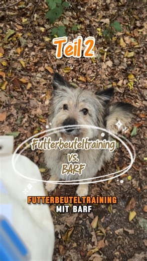 Teil 2 🎬 Spaziergang mit Futterbeutel-Training Auch wenn es auf Videos oder in Storys oft perfekt aussieht: wir haben genauso unsere Baustellen. Hermine ist schnell überfordert, wenn neue Reize dazukommen – manchmal reicht schon etwas ganz Kleines und sie macht im wahrsten Sinne des Wortes „zu“, Ohren ran und ist kopflos unterwegs 🙈 Natürlich sind das auch immer nur kleine Ausschnitte weil ich selbstverständlich nicht die ganze Gassirunde mitfilme und das Video kurz halten muss. Aber wir haben